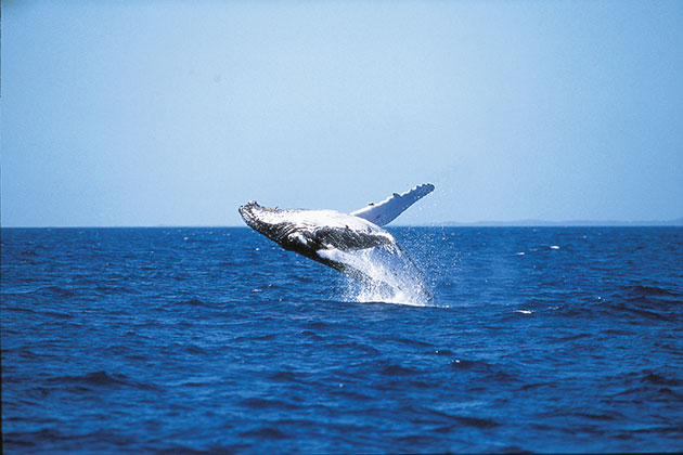 Whale Watching Mooloolaba